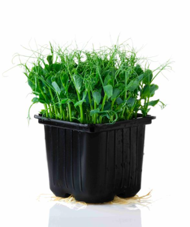 Микрозелень гороха фото 2